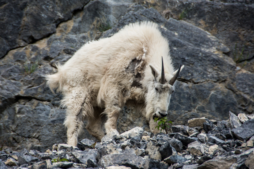 Canmore (Spray Lakes Road) - Mountain Goat Shedding His Coat