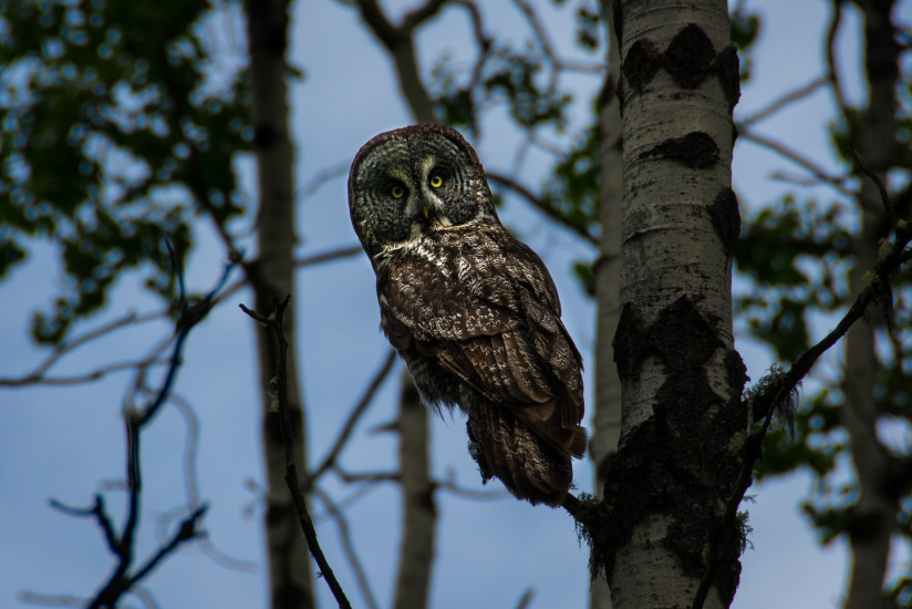 Great Grey Owl - Near Bragg Creek