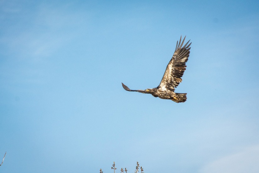 Golden Eagle - Near Longview
