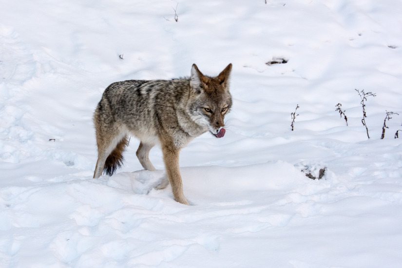Wild Coyote licking his lips